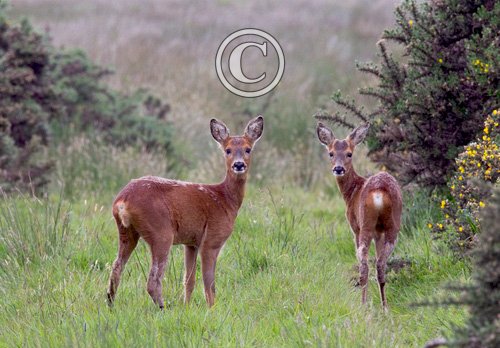Pair of Young Roe Deer DM1154